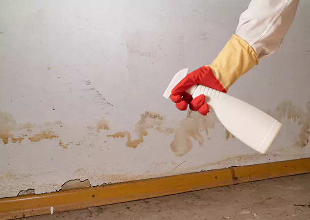 Your Water Restoration and Mold Remediation Specialists in Moreland, GA